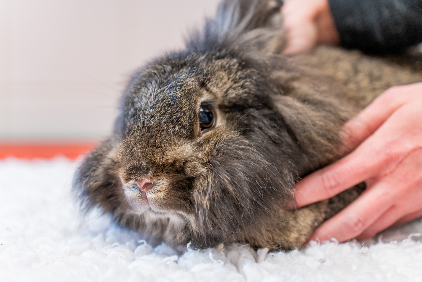 The Willows Veterinary Group - Newcastle (Web) 030